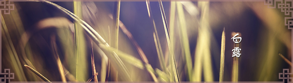 白露Banner